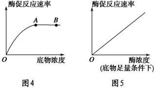 (3)图4和图5是底物浓度和酶浓度对酶促反应的影响曲线,请分析回答