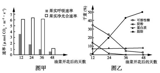 净光合速率是什么呼吸_呼吸速率表示_暗呼吸速率