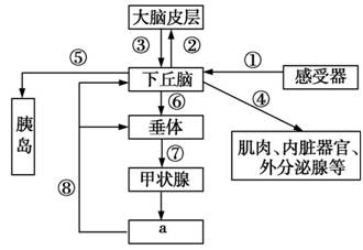 如图是人体神经调节和体液调节的关系示意图,分析回答