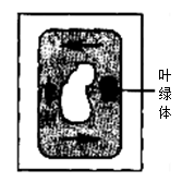 下图为黑藻细胞的细胞质环流示意图,视野中的叶绿体位于液泡的右方