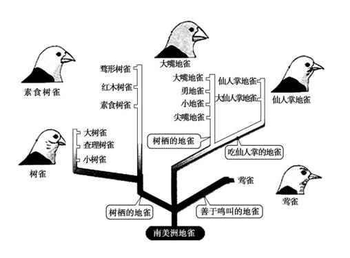 (1)从图中可以看出这些不同种的地雀都是由 这一共同祖先进化而来的.