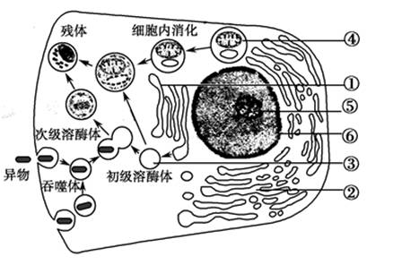 首頁 試卷詳情 溶酶體的形成過程和功能如下圖所示,序號①～⑥代表