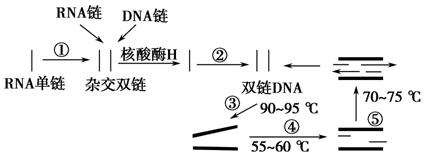 以下為形成cdna過程和pcr擴增過程示意圖.據圖分析,下列說法正確的是