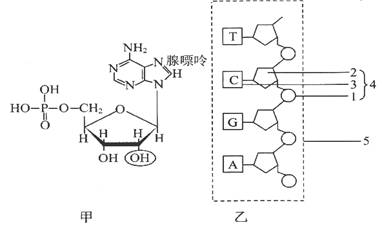 29.如图是某核苷酸与核苷酸长链的示意图,据图回答问题.