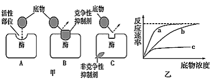 酶抑制剂分竞争性抑制剂和非竞争性抑制剂,两者作用特点如下图甲.