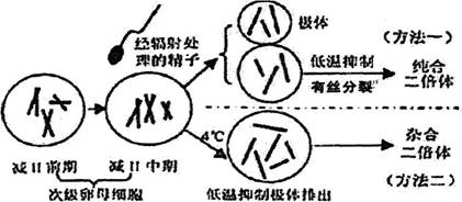 ①輻射處理可導致精子染色體斷裂失活,該變異類型屬於__________.