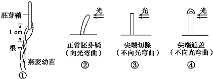 胚芽鞘向光弯曲图片