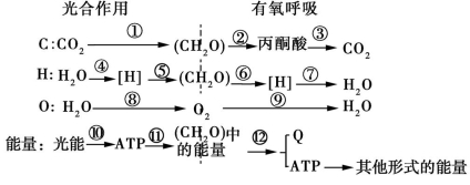 如圖所示為光合作用和有氧呼吸過程中c,h,o三種元素的轉移途.